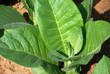 Tobacco close-up Tobacco close-up