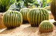 Giant cactus in Nong Nooch Tropical Botanical Garden, Pattaya, T