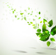 Summer branch with fresh green leaves