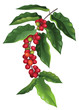 branch of coffee