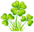 Clover with grass