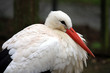 Cigogne Cigogne
