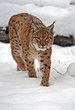 Lynx in winter
