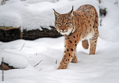Photo: Lynx in winter Lynx in winter