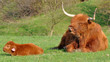 Highland cattle
