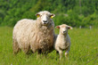 sheep and lamb