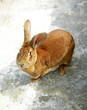lapin