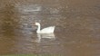 White Goose Floating Alone White Goose Floating Alone