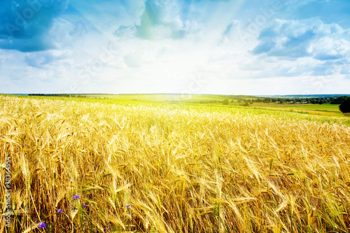 Photo: ripe wheat landscape against blue sky ripe wheat landscape against blue sky