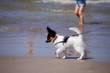 Butterfly dog, papillon for a walk on the beach Butterfly dog, papillon for a walk on the beach