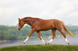 chestnut horse