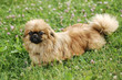 Pekinese