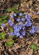 Hepatica grows among the brown leaves in the forest.
