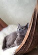 Katze beim Entspannen