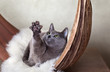 Katze beim Entspannen