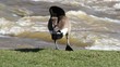 Goose Body Care And Grooming By River Goose Body Care And Grooming By River