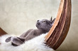 Katze beim Entspannen