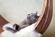 Katze beim Entspannen