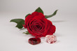 rote Rose und zwei Herzen Freisteller