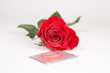 rote Rose und Kondom Freisteller