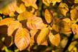 painted in autumn colors