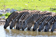 Zebras am Wasserloch