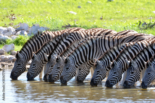 Photo: Zebras am Wasserloch Zebras am Wasserloch
