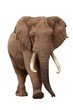 African Elephant Isolated on White
