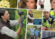 vines, stainless tanks, wine producers and oenologists