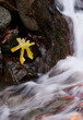 Water stream and green leaf Water stream and green leaf