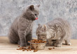 two kittens