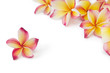 Frangipani, plumeria, frangippani flower, isolated on white back