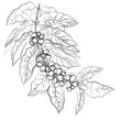 hand drawing branch of coffee