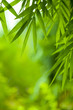 Bamboo leaves