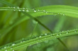 Dew