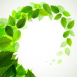 branch with fresh green leaves