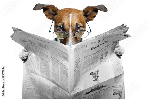 Photo: dog reading a newspaper dog reading a newspaper