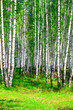 Photo: Birch forest Birch forest