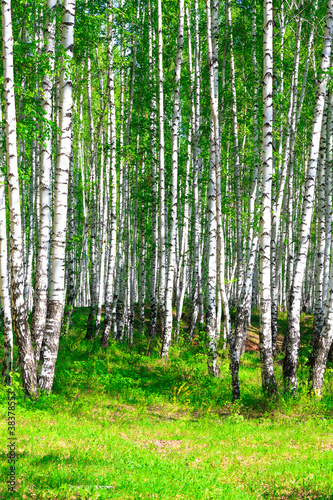 Photo: Birch forest Birch forest