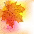 Maple leaf