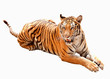 Asia tiger