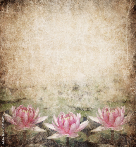 Photo: Water Lily Water Lily