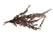mugwort herbal mugwort herbal
