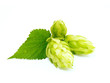 Hop cone with leaf. Isolated on white.