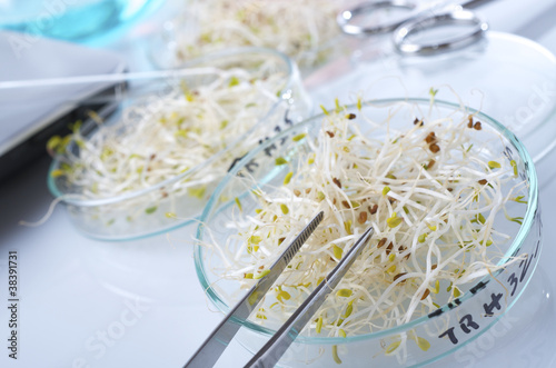 Photo: transgenic transgenic