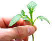 Arm with green plant isolated on white.