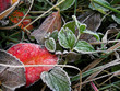 Frozen grass Frozen grass