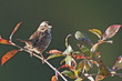 American Tree Sparrow American Tree Sparrow