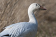 Snow Goose Snow Goose