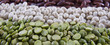 Dry Beans